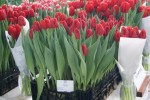 [Tulipa Cartago (3).jpg]